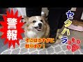 怒ってて痰が絡む犬【コーギーチロ】