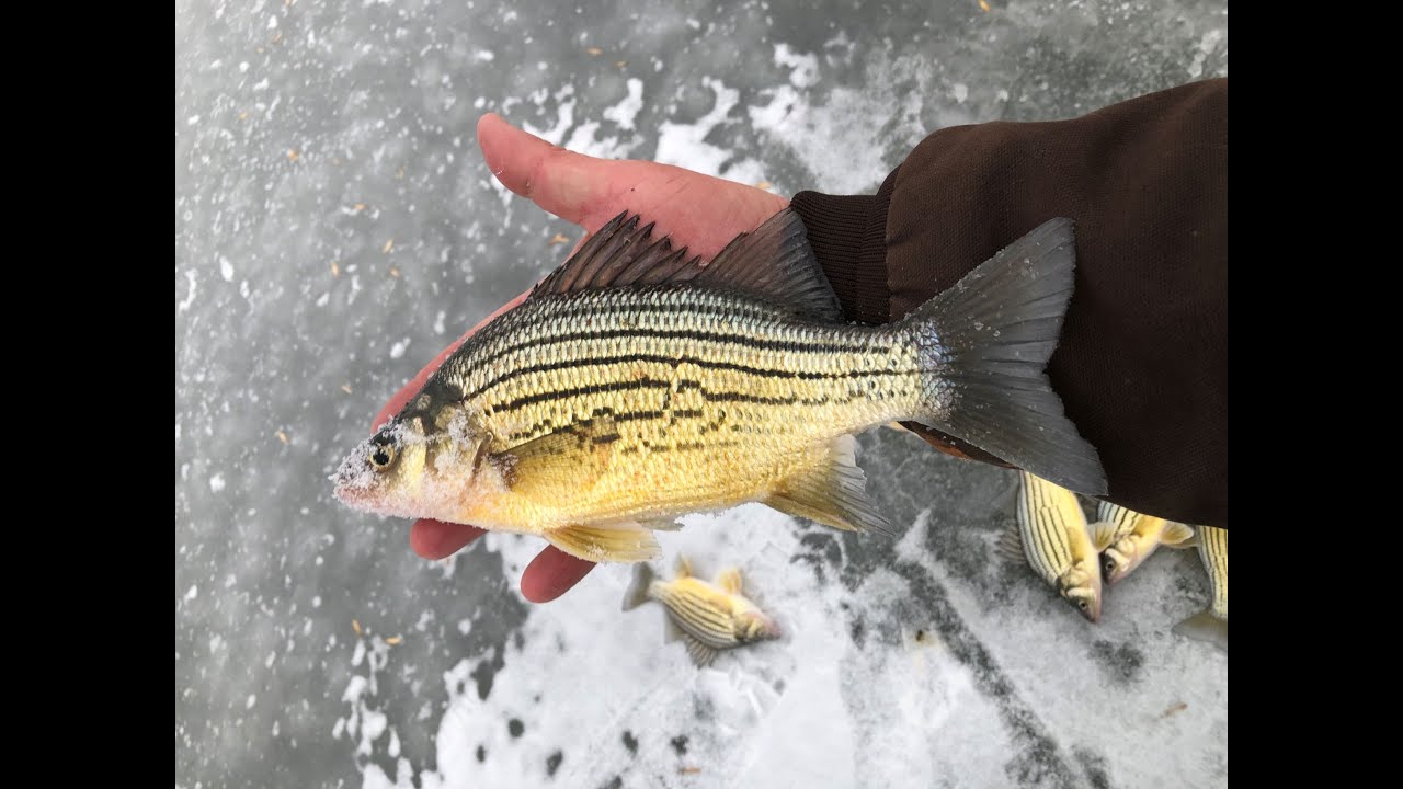 Sisseton Lake early ice yellow bass (12/5/2022) icefishing yellowbass gmansfishingadventures
