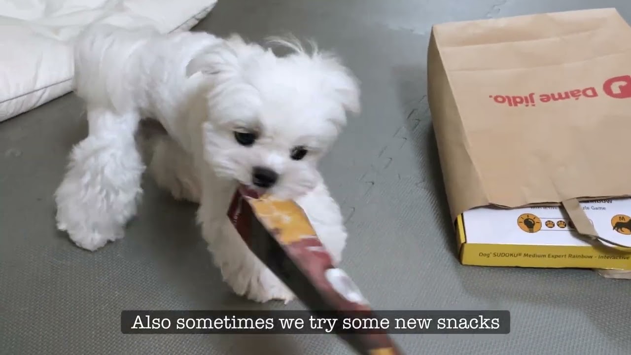 DOG LOVES THIS: SNACKS ❤️ ( TIPS )