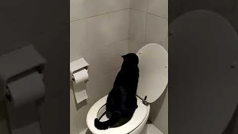 Cosa vuol dire quando un gattino zoppica?
