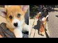 Meet wallace the corgi with a heart shaped nose who loves to hug all the dogs he meets