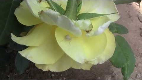 How to clean up spider webs - UC IPM