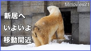 いよいよ新施設に移動準備　トップバッターはデナリ　Polar Bears