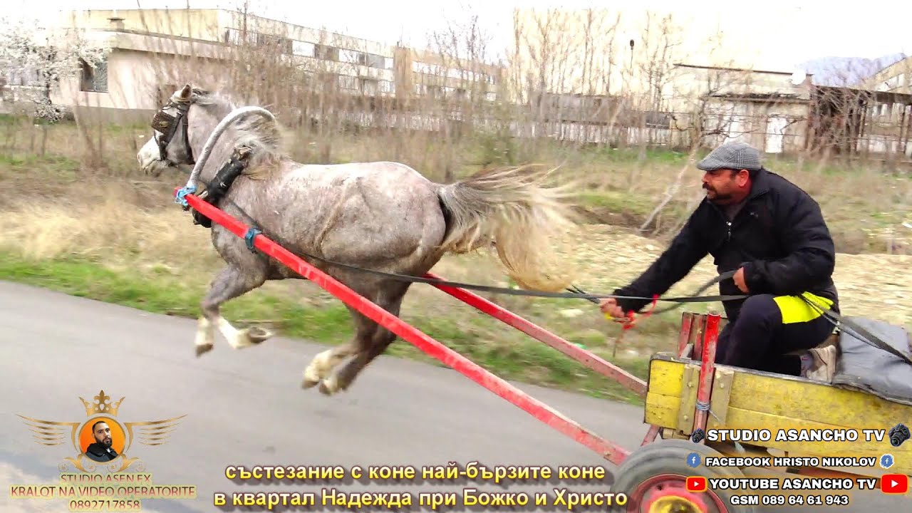 пускат състезание с коне Божко и Христо 2025