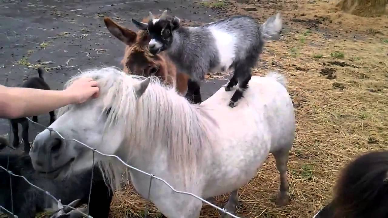 Goats rides on mini horse - YouTube