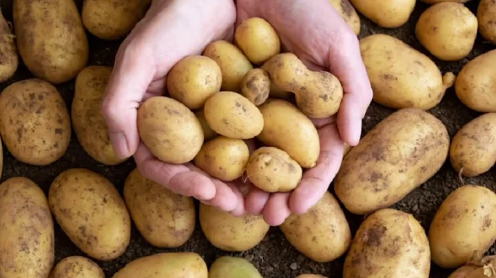 2 minutes Pitch Video | Project Aaloo(From Potato peels to bioplastic)