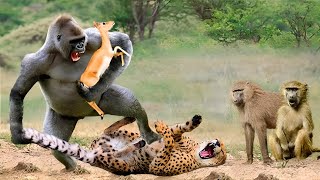 OMG! The God Help Impala Take Down Cheetah To Save Baby From A Ambush in The Air | Baboon vs Cheetah