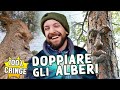 Dare la VOCE agli ALBERI