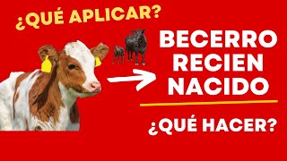 MANEJO PARA BECERROS RECIÉN NACIDOS / ¿QUÉ SE DEBE DE HACER? / ¿QUÉ MEDICAMENTOS DEBO DE PONER?