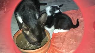 The cat drinks water | Thirsty Cat Drinks Water | Cute kittens drinking milk from breast by Realistic Animal Sounds 144 views 3 months ago 1 minute