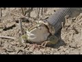 Grosse Ringelnatter frisst Frosch / Big grass snake eats frog
