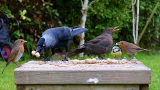🔴 CAT TV 24/7 🌸 Spring Birds & Squirrels Snack on a Stool 🐿️ Videos for cats 4K HDR