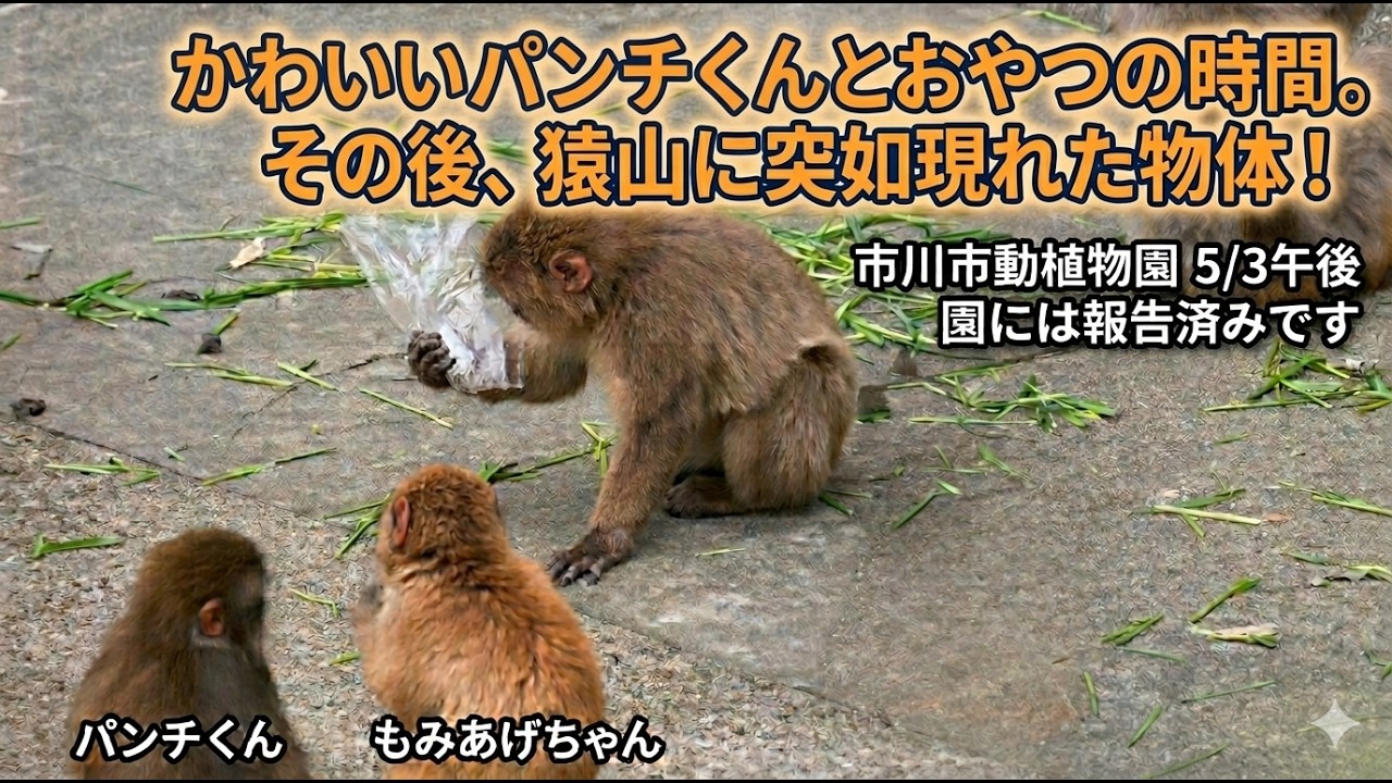 園に報告済】猿山に突如現れた物体！パンチくんのお友達がビニールを
