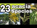 23 species of acacia trees and shrubs+names//acacia varieties