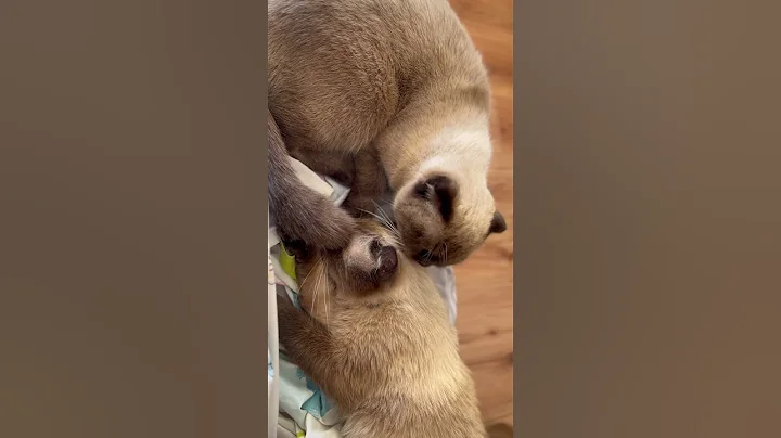 Video 6533761: cat siamese kitty kitten, siamesecat cats kittens, cutest siamese kitten, nice kittens