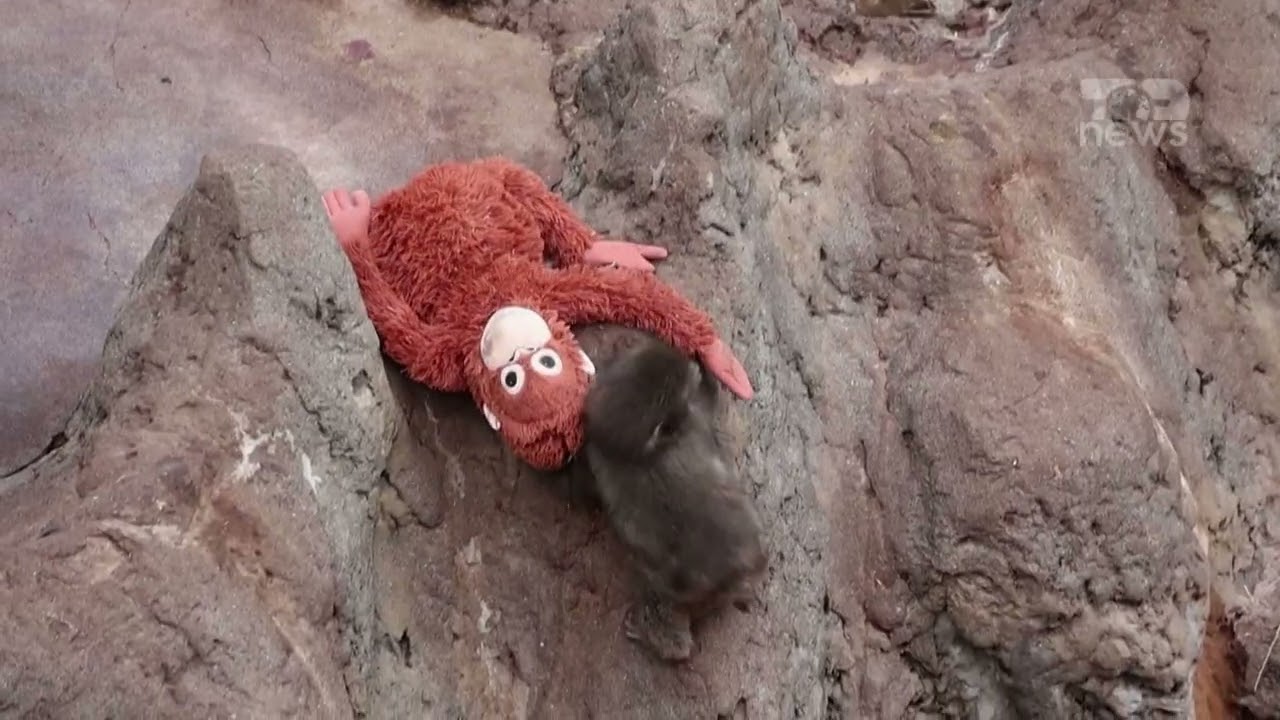 Top News - Majmuni i braktisur që u bë viral / Luante me lodrën prej pelushi, gjen familje të re