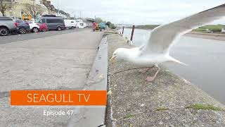 Sausage & Bacon For Breakfast | Seagull TV EP 47