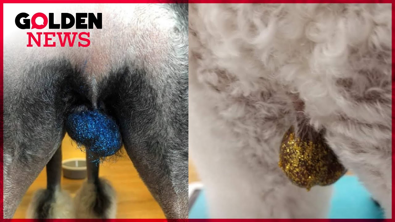 Vraiment Dingue Des Paillettes Sur Les Testicules Des Chiens Youtube