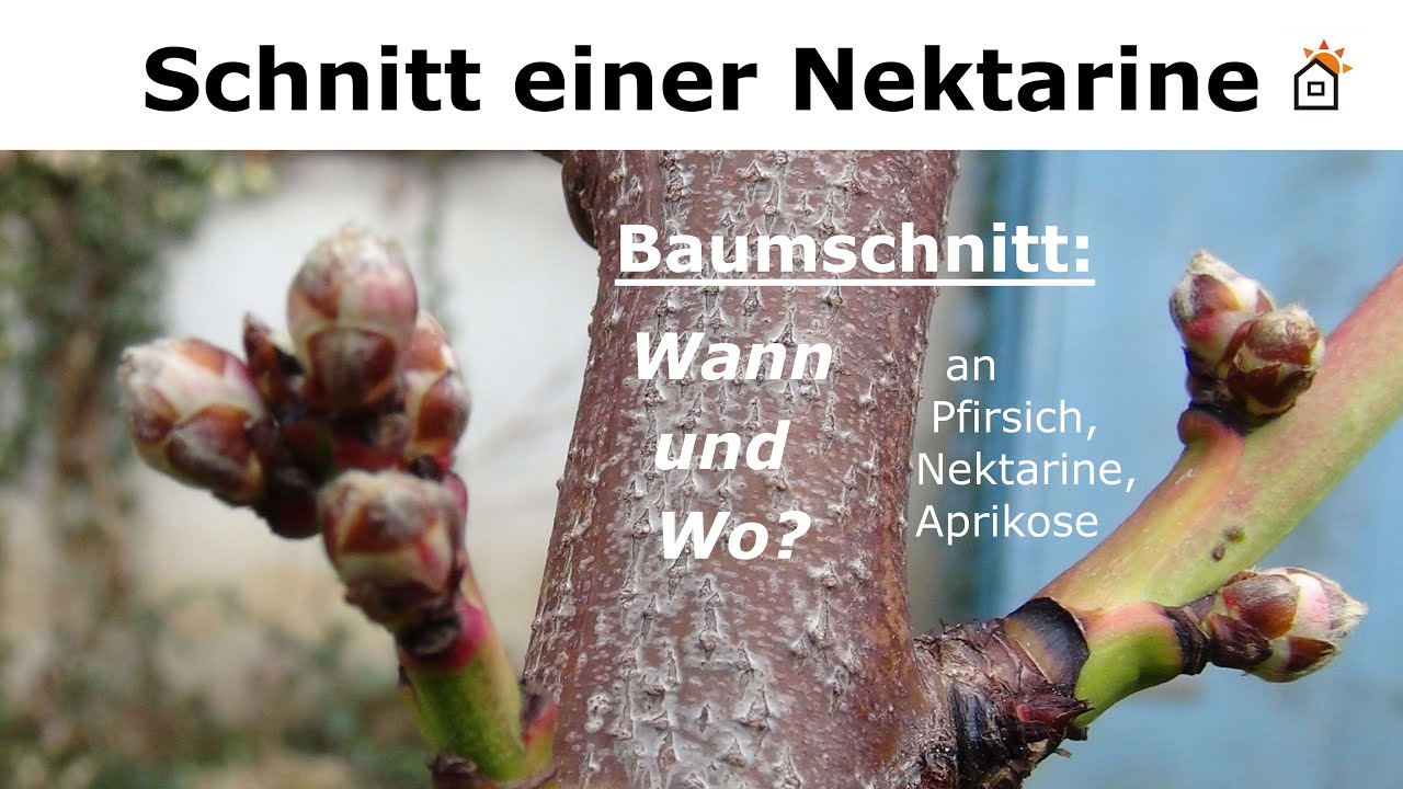 Nektarinenschnitt: Baumschnitt an Nektarine, Pfirsich