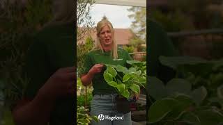 Hosta - i hagen din