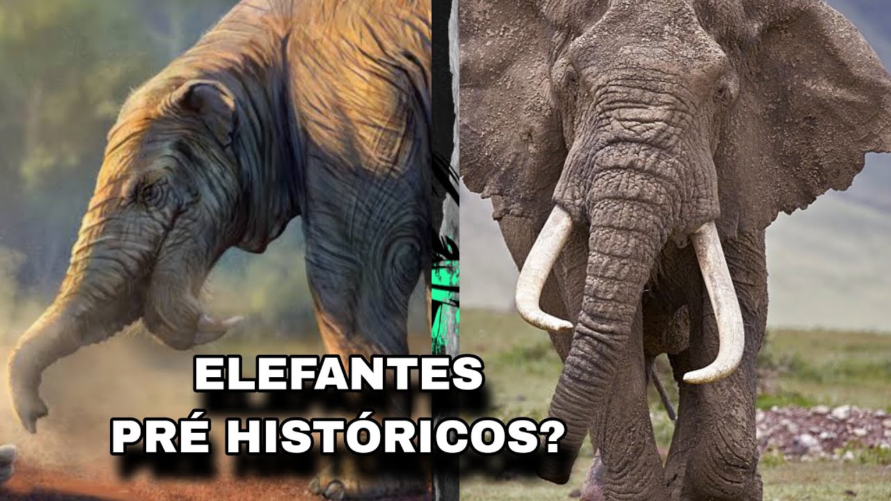 Evolução dos Elefantes (Proboscideos) e Espécies Pré Historicas