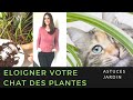 Comment loigner votre chat des plantes 