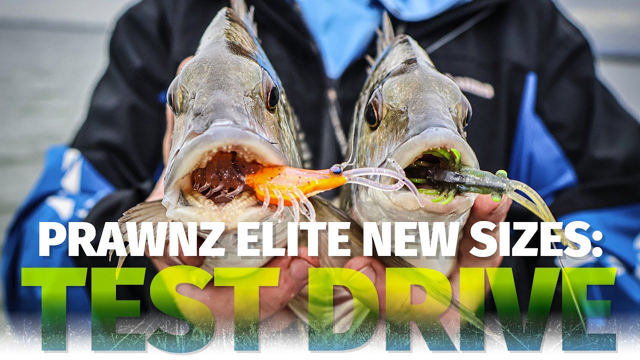FISH JUST EAT THIS LURE! ZMan 2.5