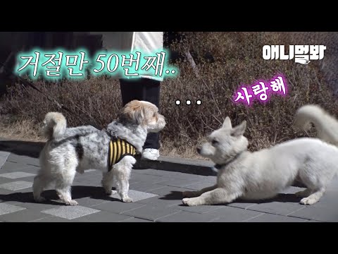 백구 공개수배요ㅣI Think the Stray Dog Has a Short-<strong>Term</strong> Memory Loss