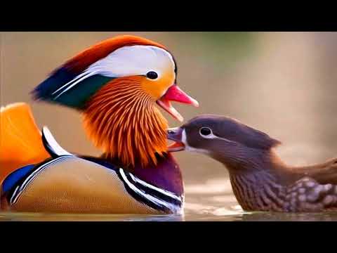 Beautiful Mandarin ducks (HD1080p)