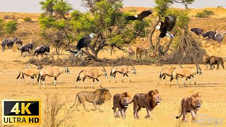 4K African Wildlife: Mole National Park | Big Game | Savage Kingdom - Scenic Wildlife Film