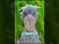 a bizarra cegonha bico de sapato