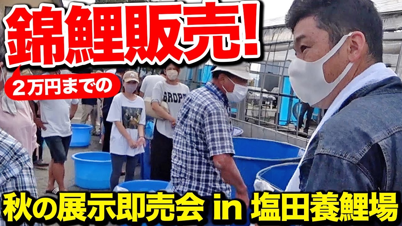 【塩田養鯉場】大盛況の錦鯉展示即売会に行ってきた！お手頃錦鯉がいっぱい！