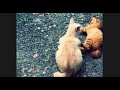 【写真PVカバー】ぼくがしんでしまっても/清竜人