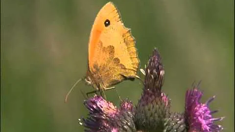 An introduction to Halsdon nature reserve with Mik...