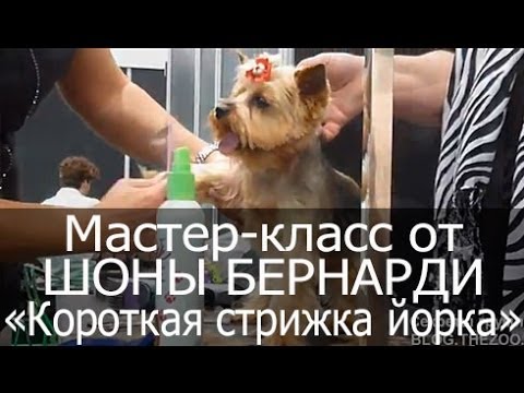 Мастер-класс "Короткая стрижка йоркширского терьера". Шона Бернарди (Канада).