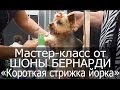 Мастер-класс "Короткая стрижка йоркширского терьера". Шона Бернарди (Канада).