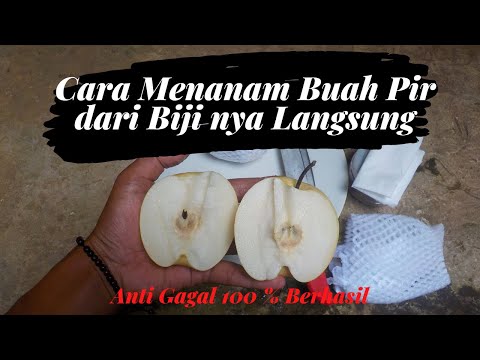 Video: Menyimpan Biji Pir - Kapan Dan Cara Memanen Biji Pir