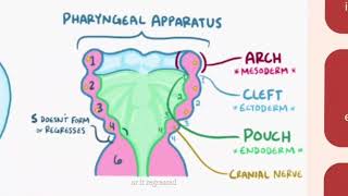 Development of Muscles