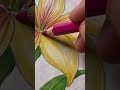 Stained Art with Pink & Realistic Lily Drawing! #shortsart #flower#viralart