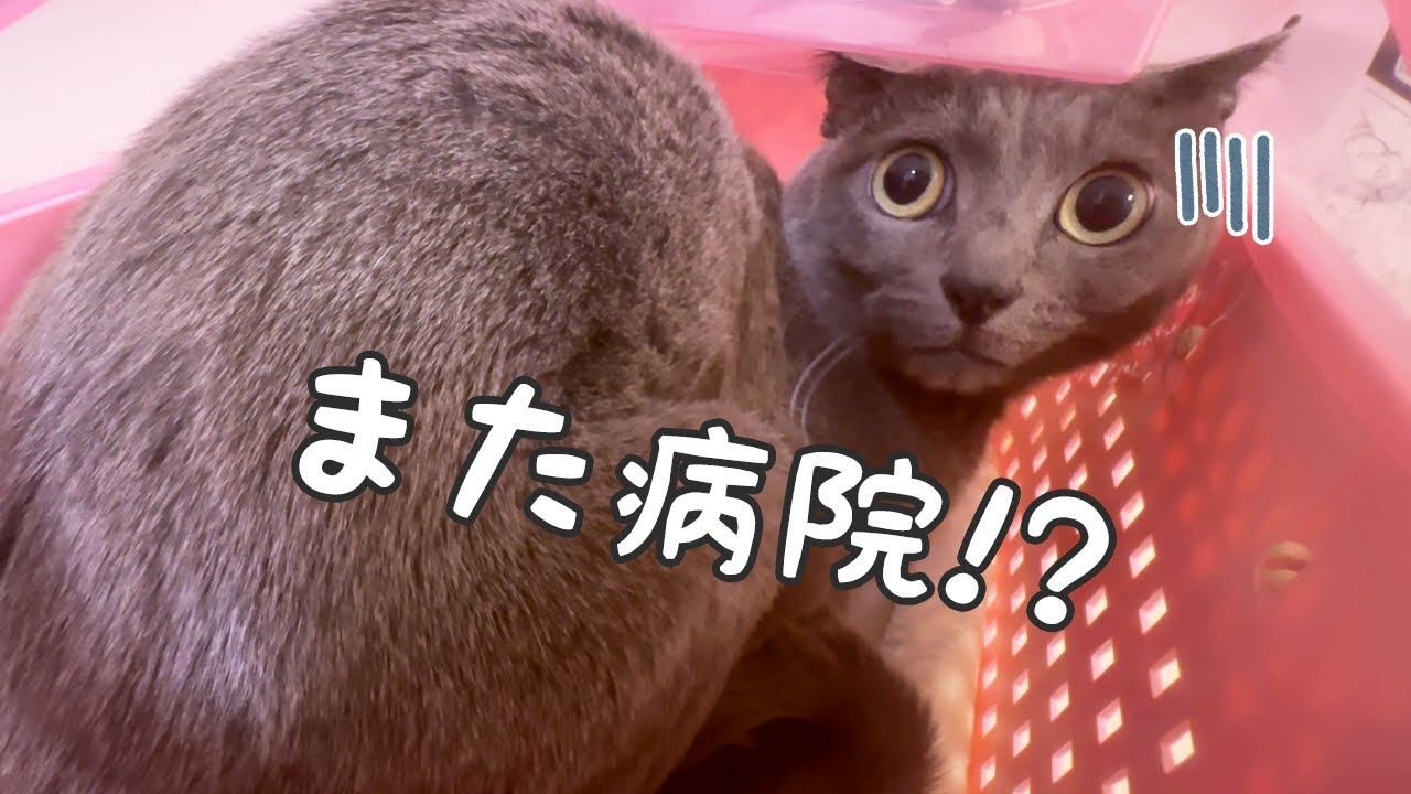 【2日目】元気ですが念の為病院へ行って薬をもらってきました