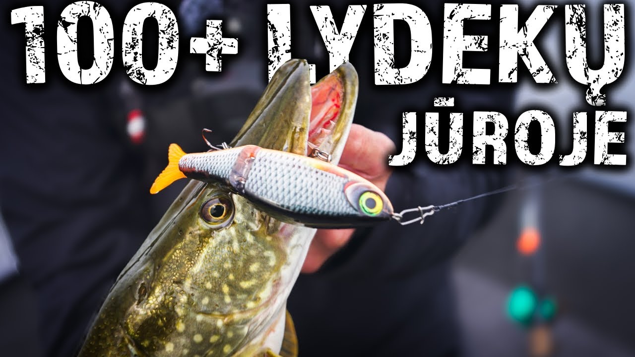 100 lydekų per 5h 🤯 WOW - Pirma dalis - Žvejybosreikmenys.lt