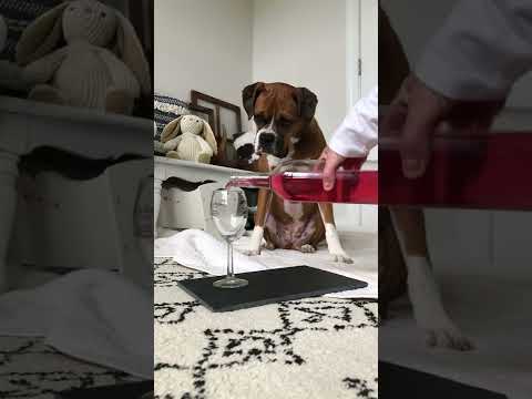 Видео: Кучета + вино
