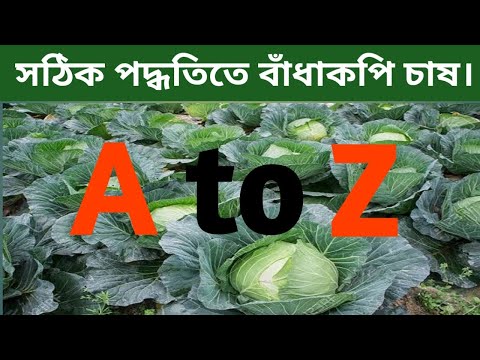 ভিডিও: এ শীতের জন্য লবণ বাঁধাকপি কখন ভাল?