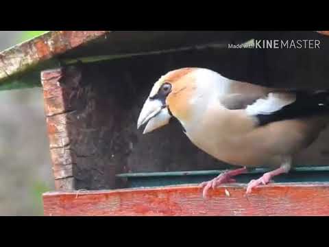 شاهد حسون الكرز او شرشور الكرز في الطبيعة