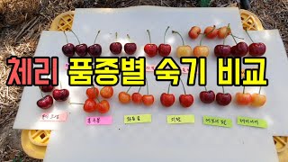 체리 품종별 숙기(다크뷰트, 러시아8호, 써미트, 홍수봉, 레이니어니, 지랏, 에보니펄, 몰라품좀, 타이톤, 브룩스 등등)