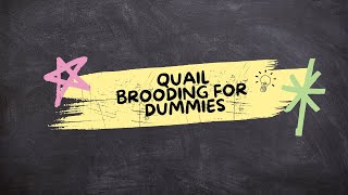 Quail Brooding for Dummies