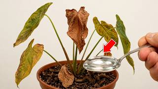 🌸How to Revive Any Dying Plant With This Simple Trick (Works Every Time!)🌳
