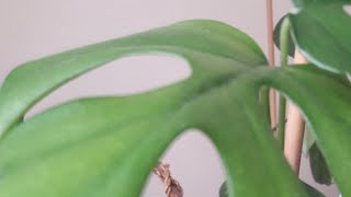 #MONSTERA DELICIOSA #DEVETABANI BTKSNN YAPRAINDA YAPRAK SARARMA VE  KURUMA/KARARMA NEDENLER?