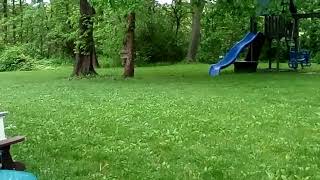 2 gray Squirrels eating bird seed 1