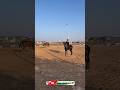 Horse vlog day 88 | horse of Gujarat | horse power | #shorts #horse #royalhorserace47 #horseracing